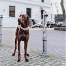 William Walker Leder Halsband Rose